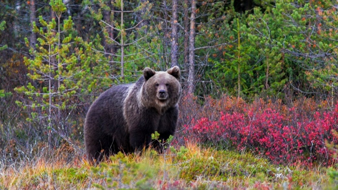 Coesistere con l'orso: esperienze di ricerca e gestione in Nord America